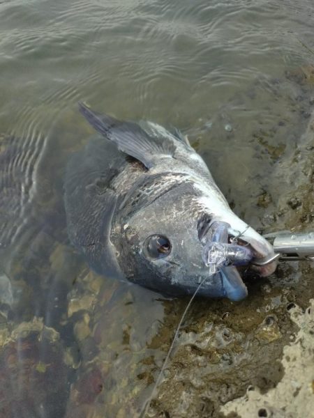 チヌトップ開幕
