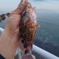 久しぶりのロックフィッシュ