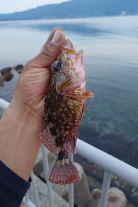 久しぶりのロックフィッシュ