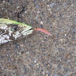 雨上がり短時間勝負