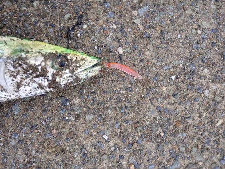 雨上がり短時間勝負