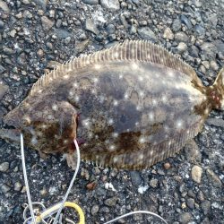 ヒラメ、マゴチ