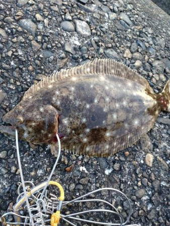 ヒラメ、マゴチ