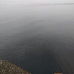 マゴチ1匹、エソ1匹