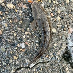 マゴチ1匹、ヒラメバラシ2匹(お)