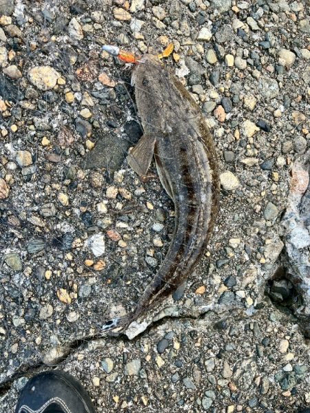 マゴチ1匹、ヒラメバラシ2匹(お)