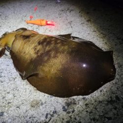 イカのウキ釣りに挑戦!