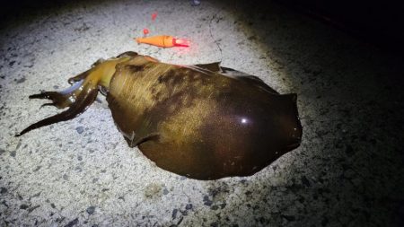 イカのウキ釣りに挑戦!