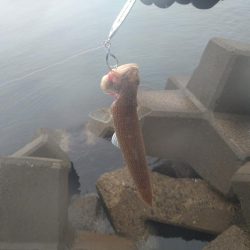 エソしか釣れない…