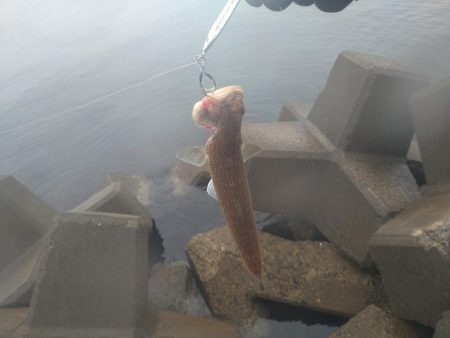 エソしか釣れない…