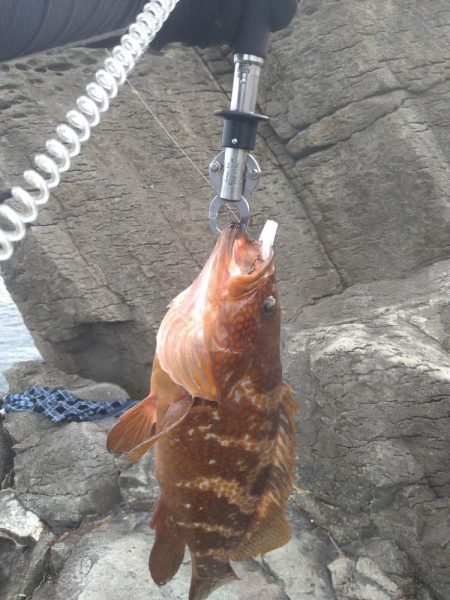 ロックショアでモンスター