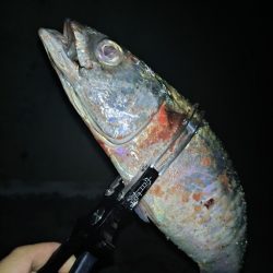昨日のリベンジ釣行🎣