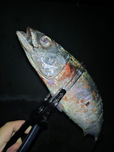 昨日のリベンジ釣行🎣