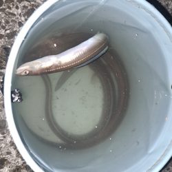 初夏のごん太アナゴ