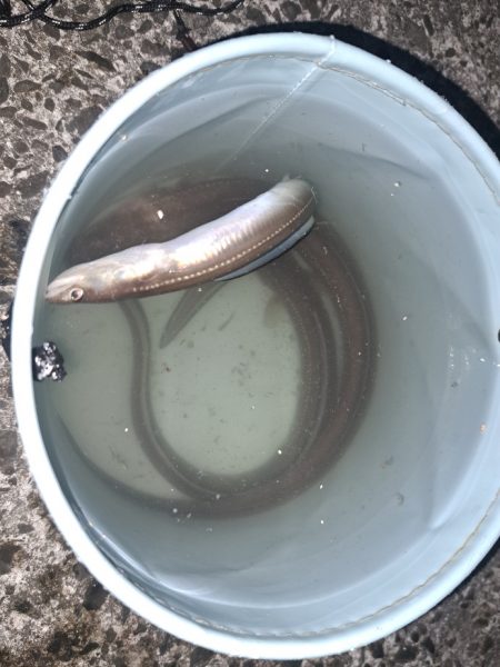 初夏のごん太アナゴ