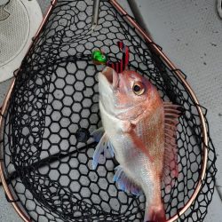 今季初のライトジギング&タイラバ