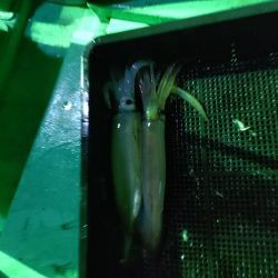 今季初のイカメタル