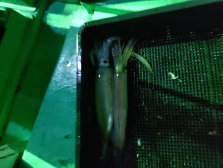 今季初のイカメタル