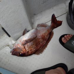 激渋カワハギからのサビキで鯛