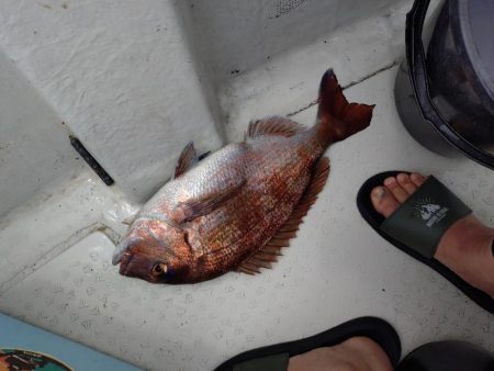 激渋カワハギからのサビキで鯛