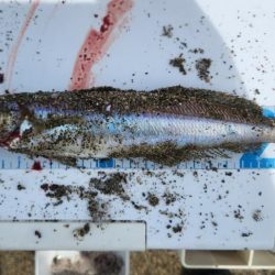 京都府舞鶴キス釣り