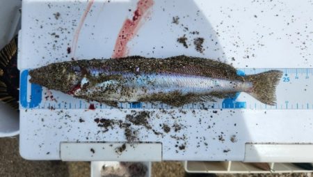 京都府舞鶴キス釣り