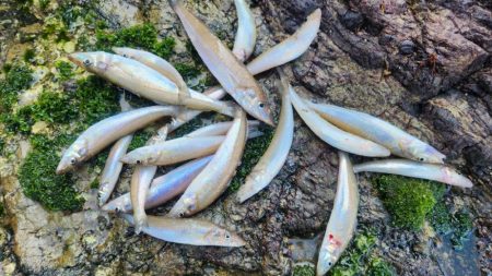 有田ロックキス