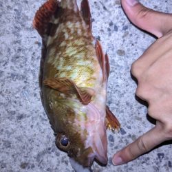 新ルアーでガシラ