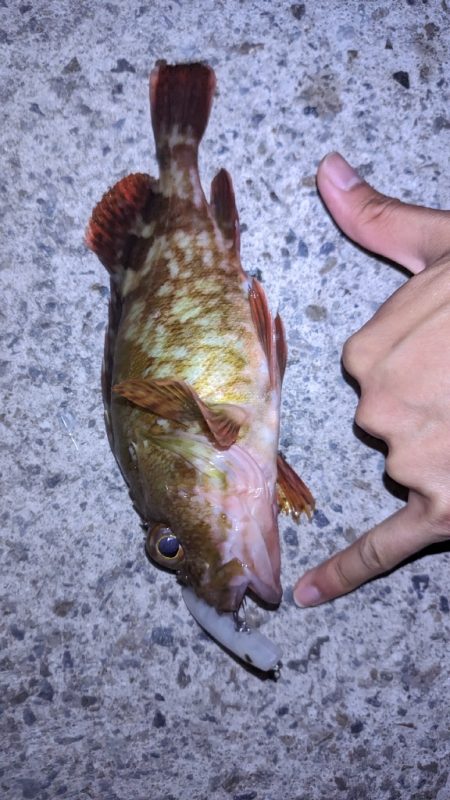 新ルアーでガシラ