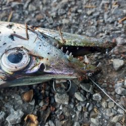 濁り潮の夕マヅメ