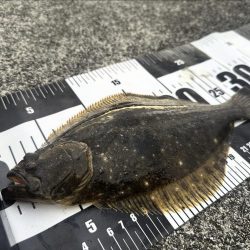 洲本川朝マズメ