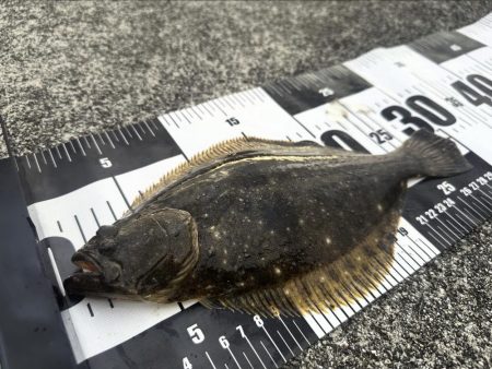 洲本川朝マズメ