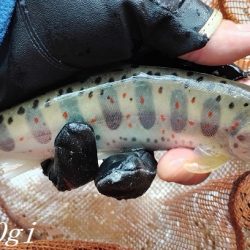 渇水、梅雨はどこへ？