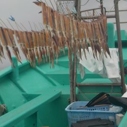 スルメイカ68杯