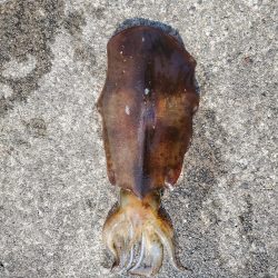 春アオリイカ狙い