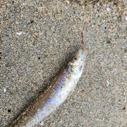 片男波海浜キス釣り