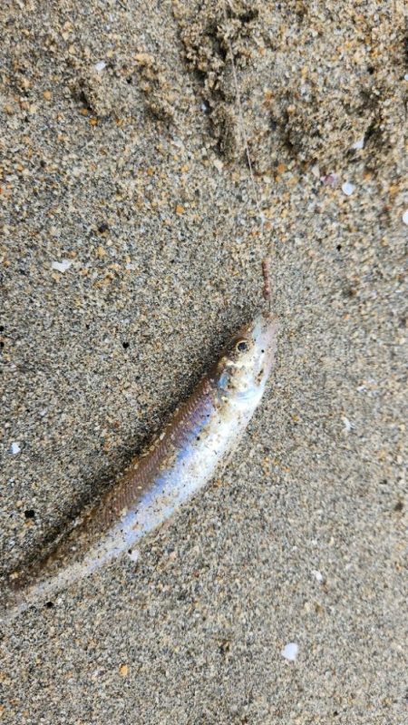 片男波海浜キス釣り