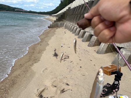 今日は小型メインでした