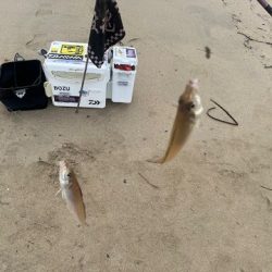 朝だけの短時間釣行でした