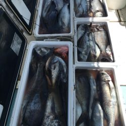 アブラボウズ アコウダイ ライトタックル 中深海 駿河湾 大宝丸