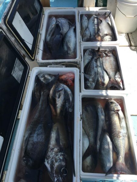 アブラボウズ アコウダイ ライトタックル 中深海 駿河湾 大宝丸