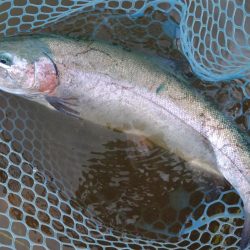 今シーズン3匹目のイトウをキャッチ！ ～フ…