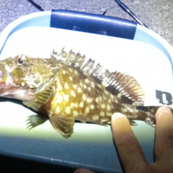 流行？のグレング！ようやく釣れた！