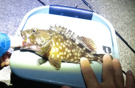 流行？のグレング！ようやく釣れた！