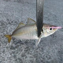 久々のアジング