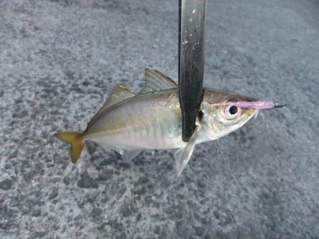 久々のアジング