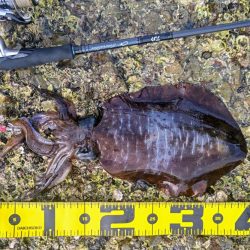 みなべ周辺ランガン釣行