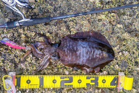 みなべ周辺ランガン釣行