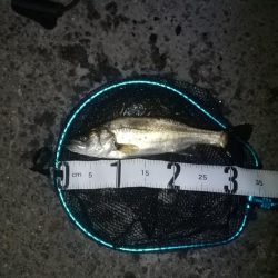 アジの居ないタイミング