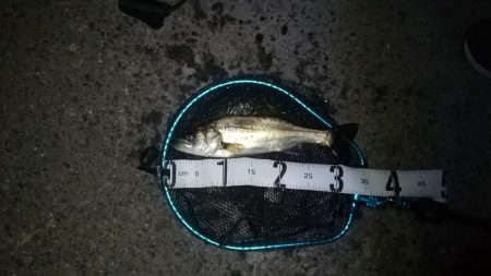 アジの居ないタイミング